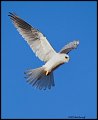 _2SB8795 white-tailed kite